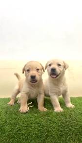 Labrador cream mka and microchip