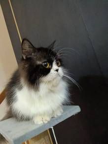 persian flat face female