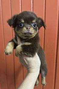 Chihuahua femaleF4dob : Feb 2026