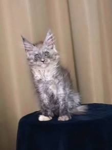 Maine Coon