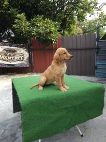 golden Retriever 