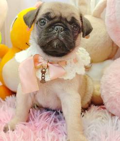 Pug