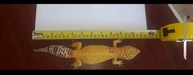 leopard gecko