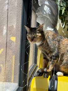 Evangeline- female cat for adoption