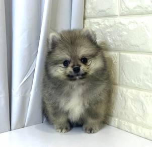 J0411 Pomeranian Pom Pom Puppy