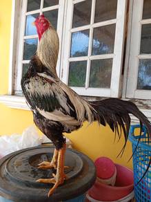 ayam jantan