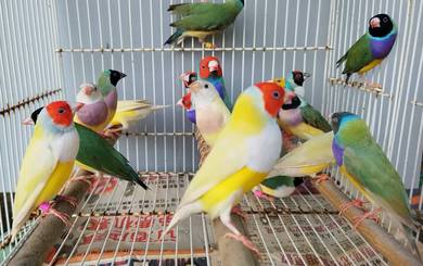 Burung gouldian finch #pipitpelangi