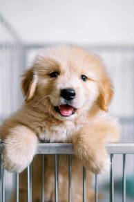 Golden retriever 