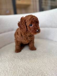 mini teacup poodle 6