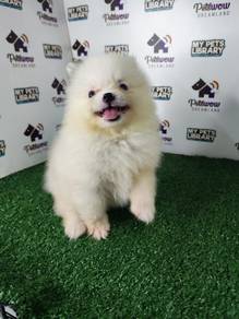 Pomeranian parti color