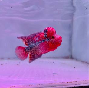 Super red Magma two tone flowerhorn