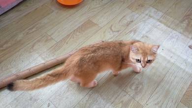 Bsh golden untuk dijual