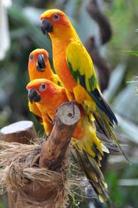 Sun Conure 