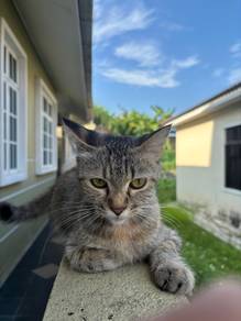 DSH (Domestic Short Hair)