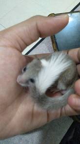 dormouse murah
