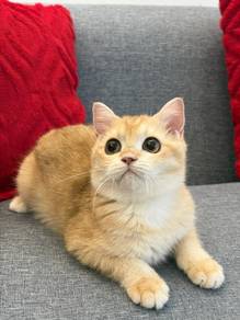BSH GOLDEN NY11 female