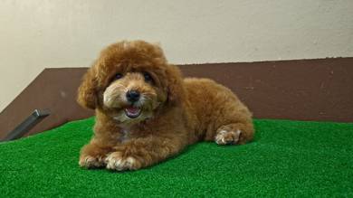Poodle red color short body
