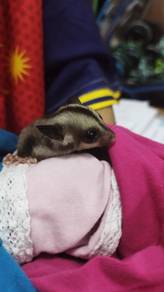 sugar glider baby