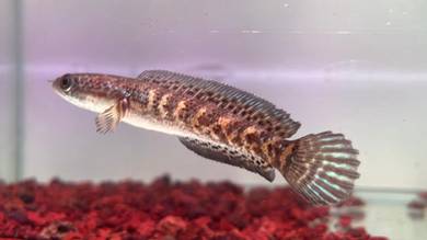 Ikan Channa Auranti Cobra fish 4 inch (ACS1-1)