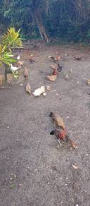 ayam hutan