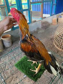 ayam ratu thk
