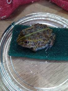 Bull frog 