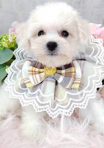 Bichon Frise