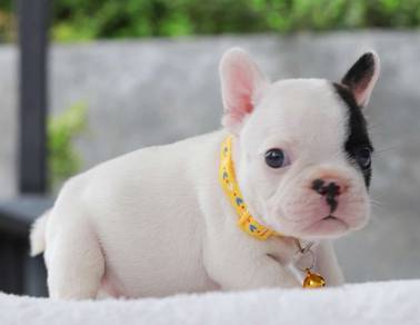 FRENCH BULLDOG PUPPIES VIP26🌻 Cute & Healthy Boy