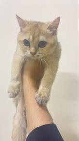 bsh