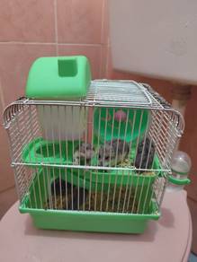 hamster Campbell 