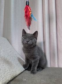 British Shorthair Round Face Male Kitten 