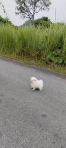 White Pomeranian Male