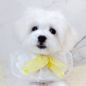 Maltese