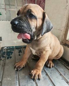 Fila Brazilian Mastiff