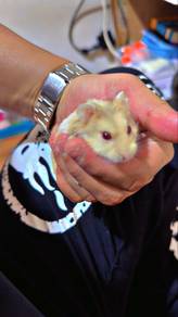 Cute Hamster