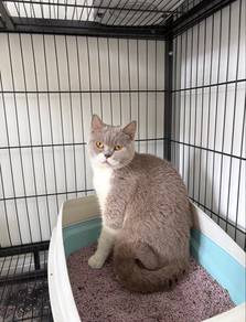 British Short Hair BSH Cat Female