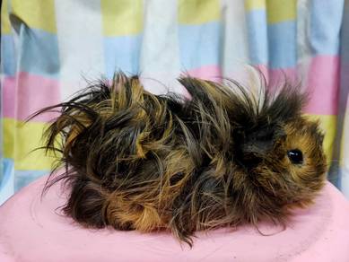 Guinea pig long haired