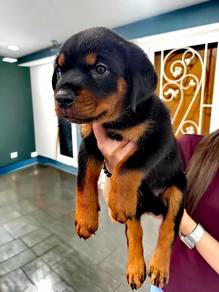 Rottweiler Puppy for Loving Homes