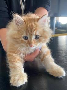 Mainecoon Orange Persian Kitten