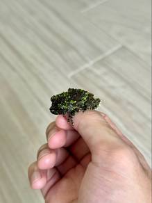 Mossy Frog