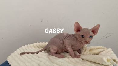 Sphynx male kitten