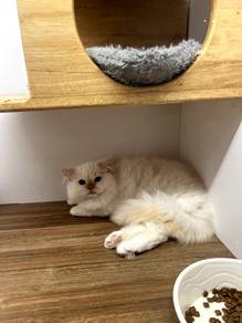 Ragdoll