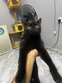 kucing BSH black