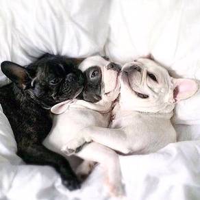 GSW7000 French Bulldog awesome cute puppies