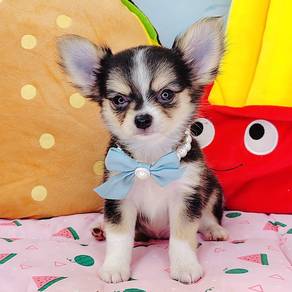 Chihuahua