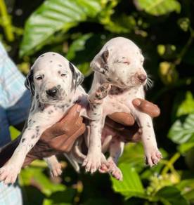 Dalmatian--