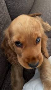 Chirpy English Cocker Spaniel Sweet Face Puppy Bab