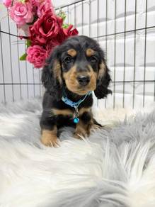 D5000 adorable mini dachshund long haired puppy