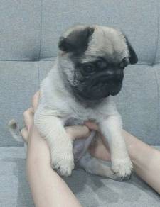 PUG PUPPIES 692 🌻 Male puppy