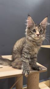 mainecoon